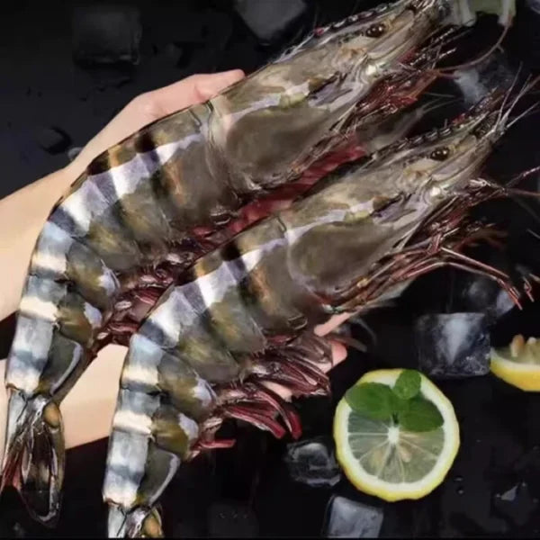 Colossal Black Tiger Prawns