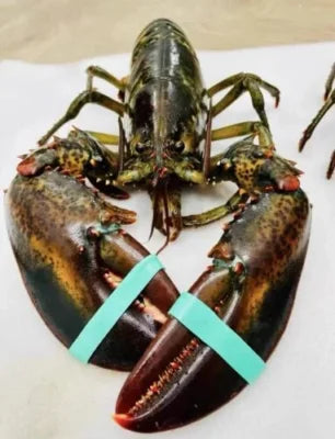 Live Maine Lobster